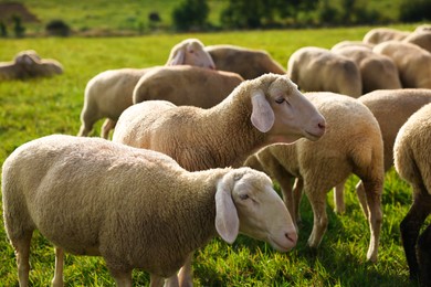 Many beautiful sheep grazing on pasture. Farm animals