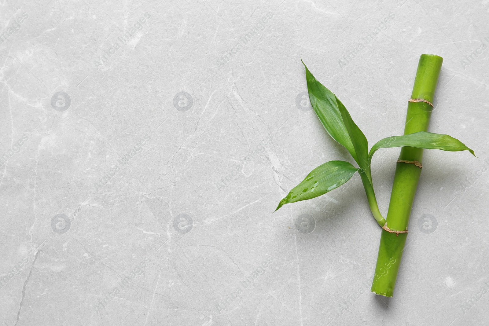 Photo of Green bamboo stem with leaves on light background, top view. Space for text