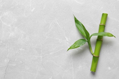 Green bamboo stem with leaves on light background, top view. Space for text