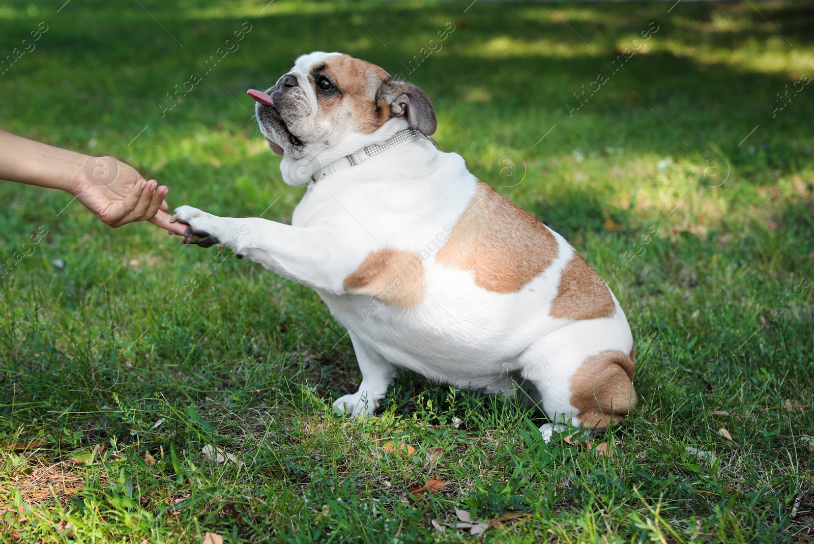 Photo of Funny English bulldog giving his paw to owner in park, closeup