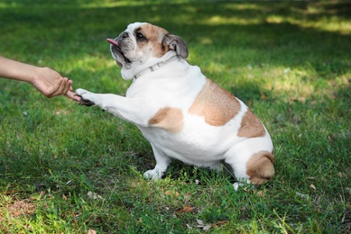 Photo of Funny English bulldog giving his paw to owner in park, closeup