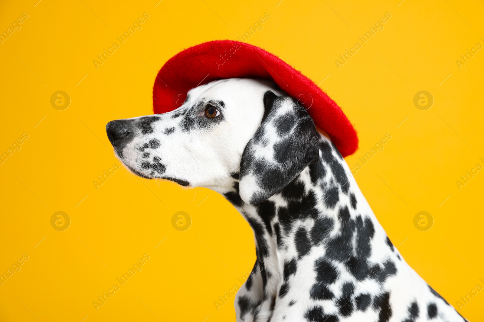 Photo of Adorable Dalmatian dog wearing red beret on yellow background