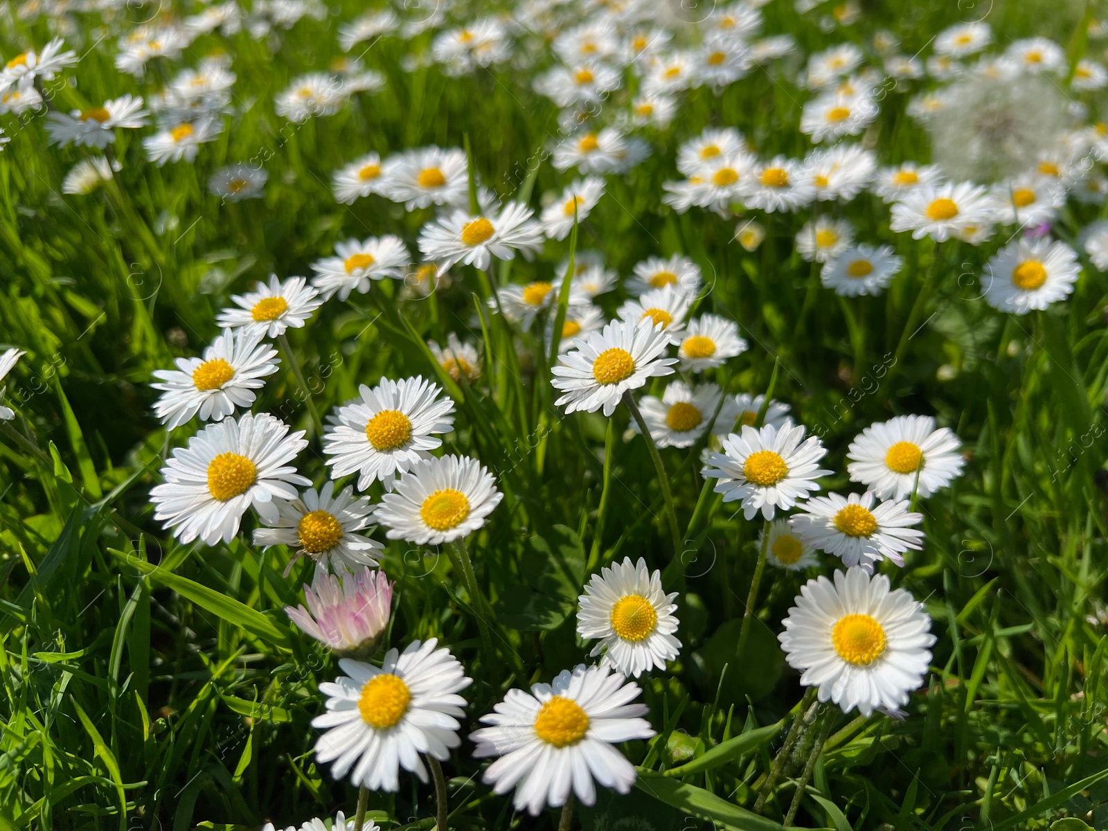 Photo of Beautiful white daisy flowers and green grass growing in meadow