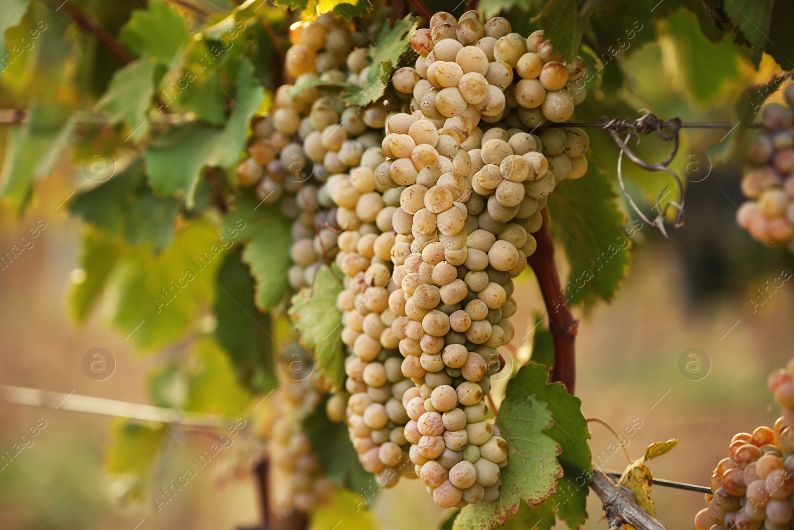 Photo of Fresh ripe juicy grapes growing on branches in vineyard