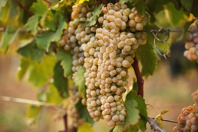 Photo of Fresh ripe juicy grapes growing on branches in vineyard