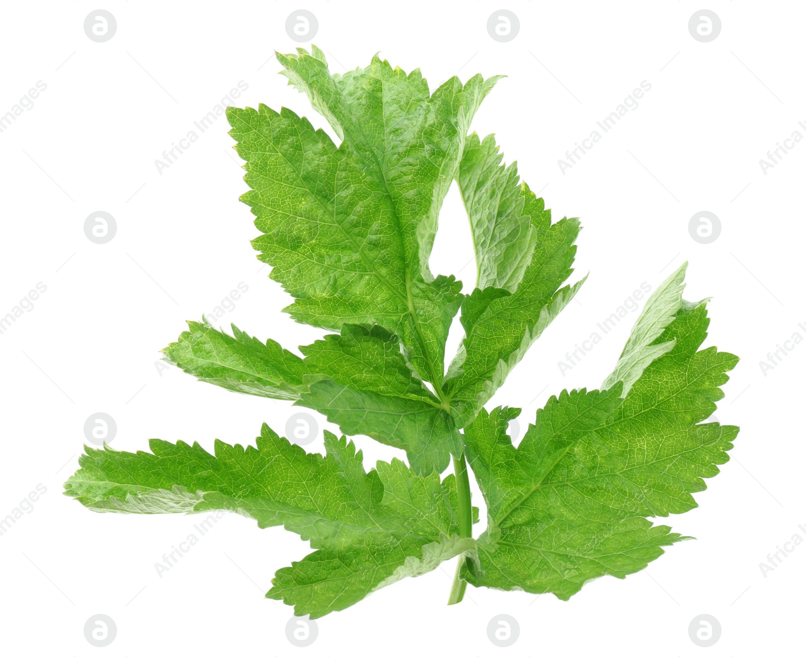 Photo of Tasty fresh green parsnip leaves isolated on white