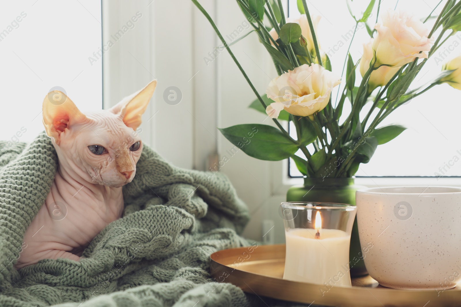 Photo of Beautiful Sphynx cat wrapped in soft blanket near window at home. Lovely pet