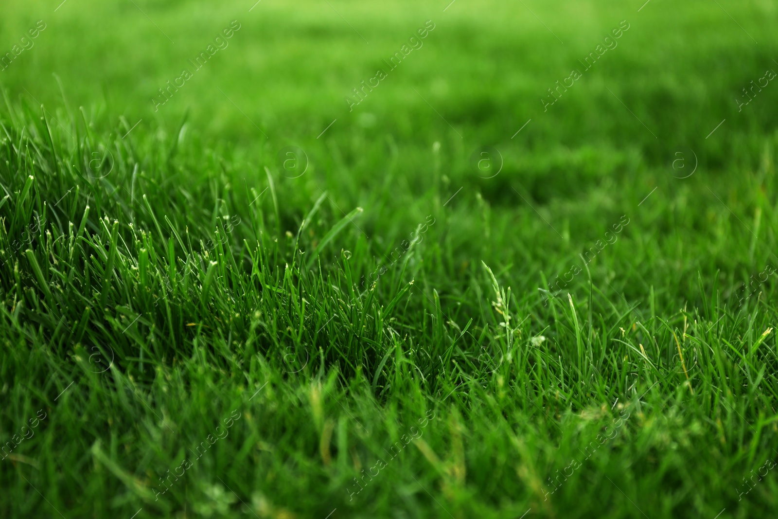 Photo of Green lawn with fresh grass as background