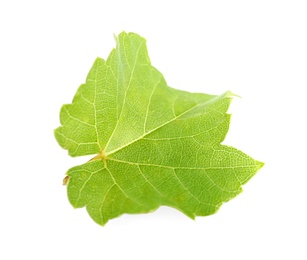 Photo of Fresh green grape leaf on white background