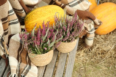 Photo of Beautiful heather flowers in pots on wooden bench outdoors, above view. Space for text