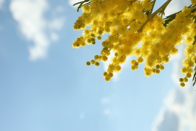 Photo of Beautiful branch with mimosa flowers against blue sky, space for text