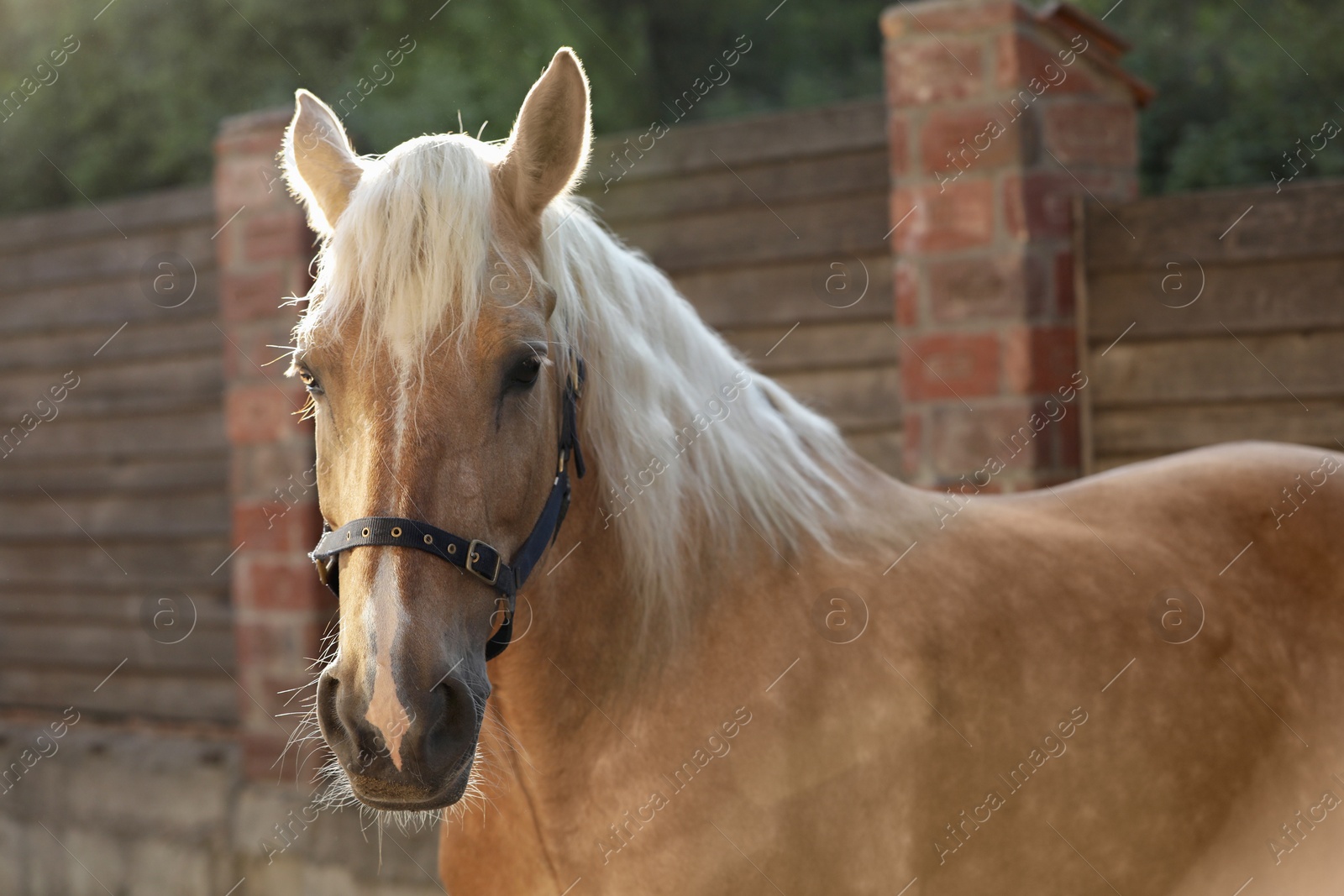 Photo of Adorable horse with bridles outdoors. Lovely domesticated pet