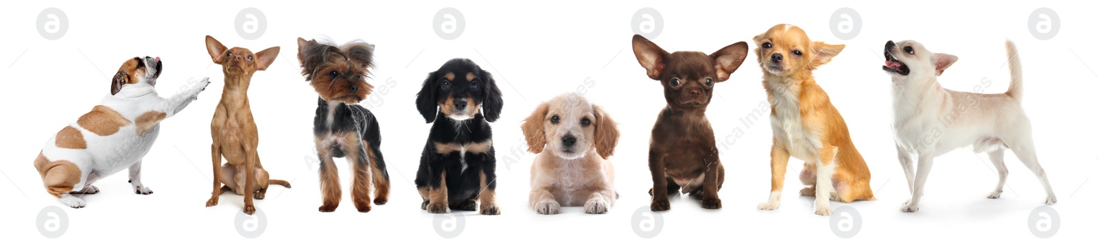 Image of Collage with different dogs on white background. Banner design