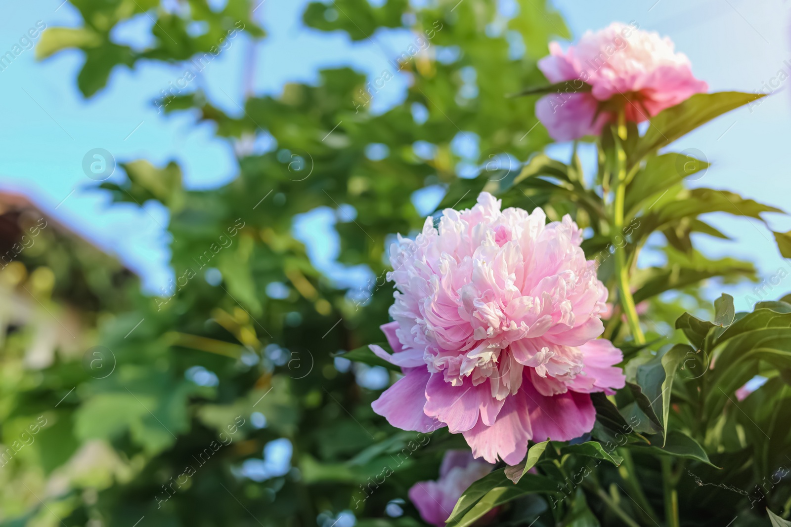 Photo of Blooming peony plant with beautiful pink flowers outdoors, closeup. Space for text