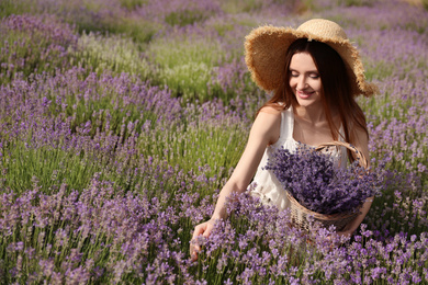 Photo of Young woman with wicker basket full of lavender flowers in field