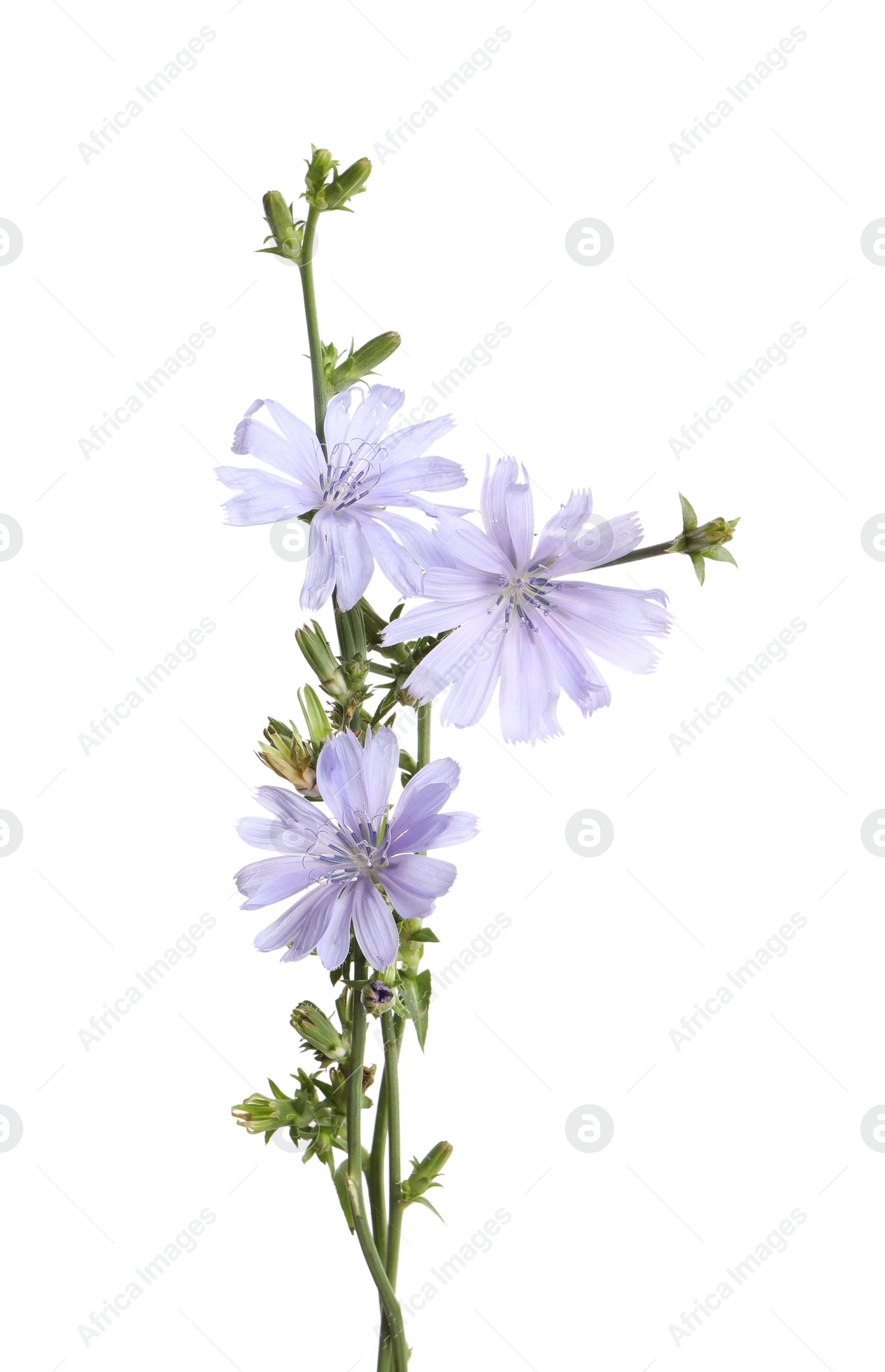 Photo of Beautiful blooming chicory flowers on white background