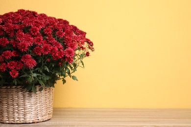 Basket with fresh red chrysanthemum flowers on wooden table against yellow background. Space for text