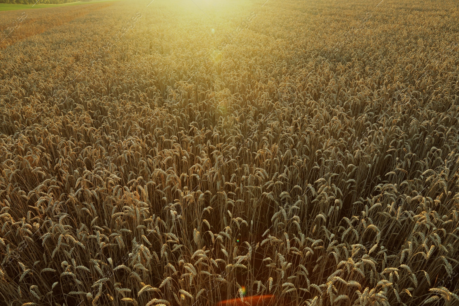 Photo of Beautiful agricultural field with ripe wheat spikes on sunny day