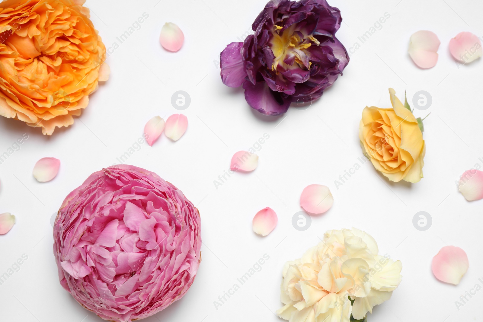 Photo of Beautiful floral composition with flowers on white background, flat lay