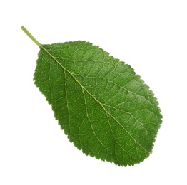 Fresh green plum leaf isolated on white