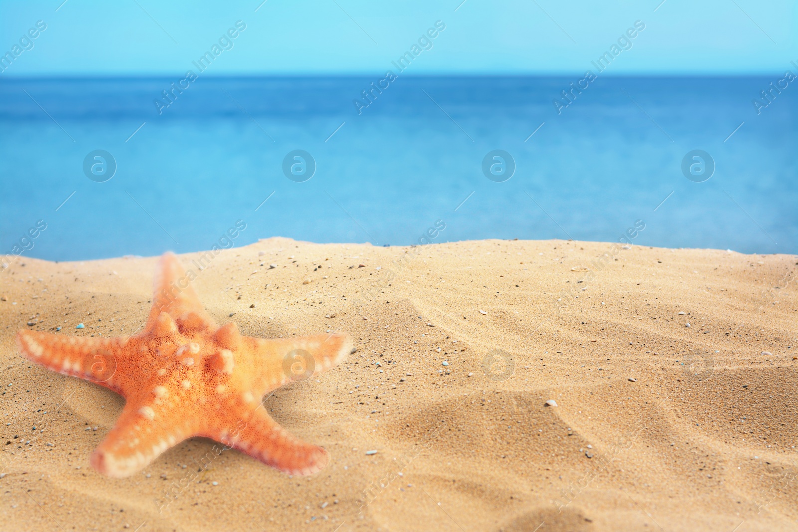 Image of Starfish on sandy beach near sea, space for text