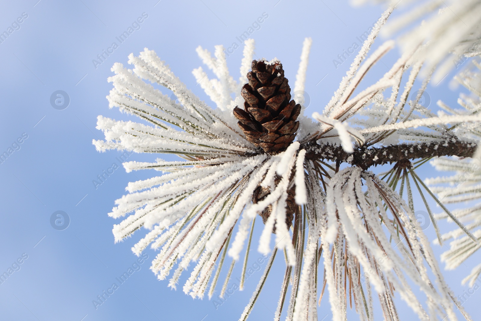 Photo of Conifer tree branch covered with hoarfrost outdoors on winter morning, closeup