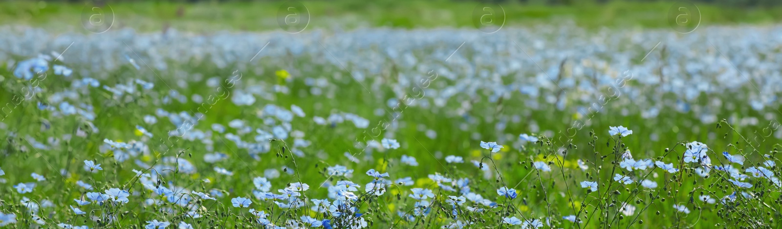 Image of Picturesque view of beautiful blooming flax field. Banner design