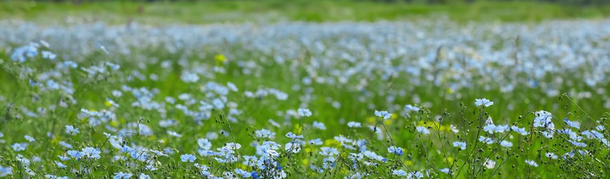 Image of Picturesque view of beautiful blooming flax field. Banner design