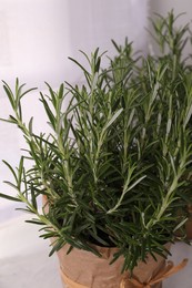 Aromatic green rosemary in pot on white background, closeup