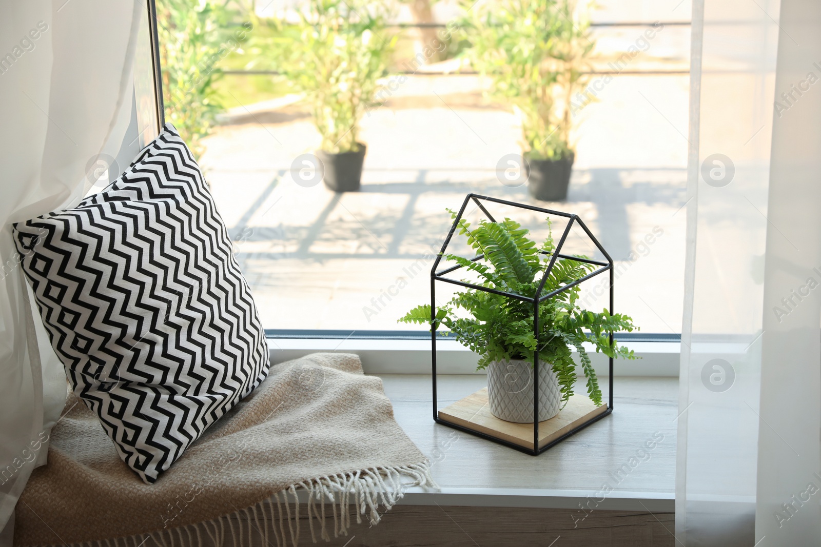 Photo of Beautiful fern, pillow and plaid on window sill indoors