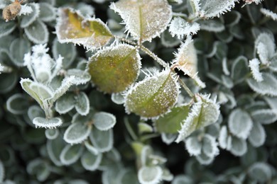 Photo of Leaves covered with hoarfrost outdoors on cold winter morning, closeup