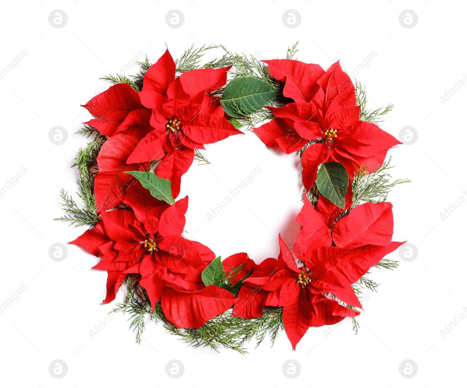 Photo of Flat lay composition with poinsettia and space for text on white background. Traditional Christmas flower