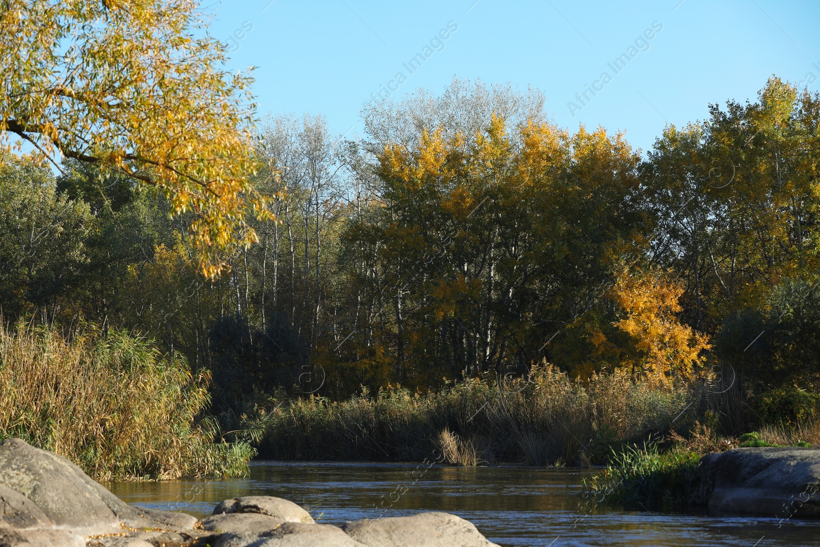 Photo of Picturesque view of autumn forest near pond