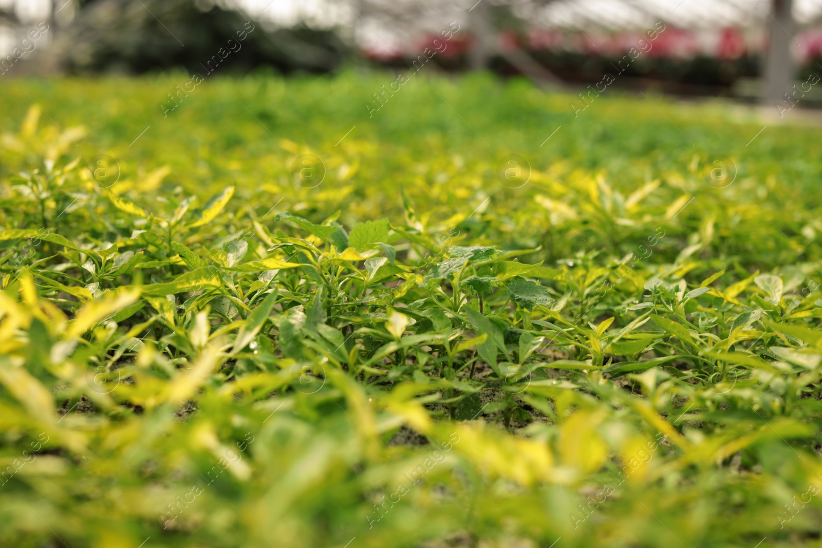 Photo of Many fresh growing seedlings in greenhouse, closeup. Home gardening