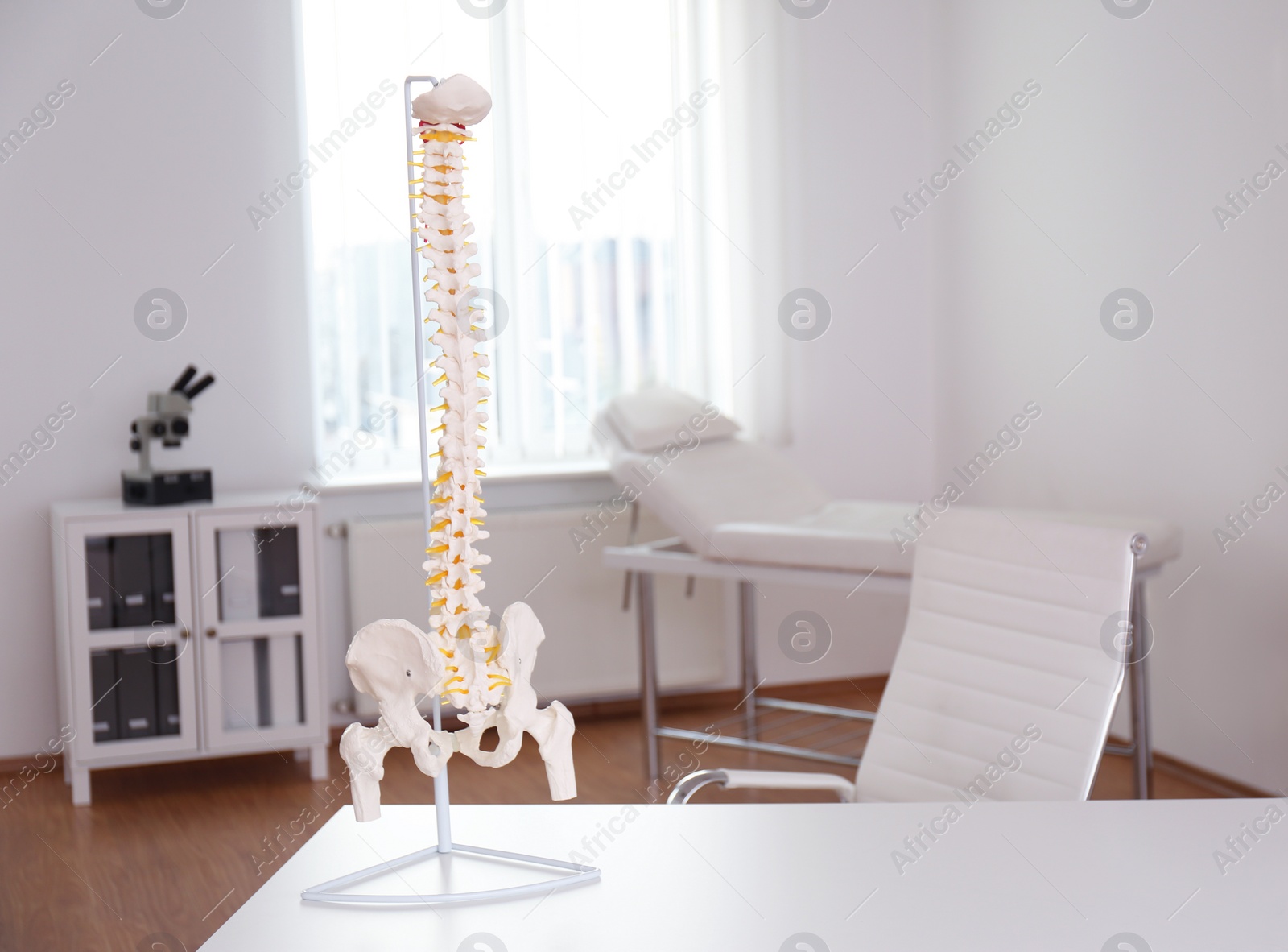 Photo of Human spine model on table in orthopedist's office