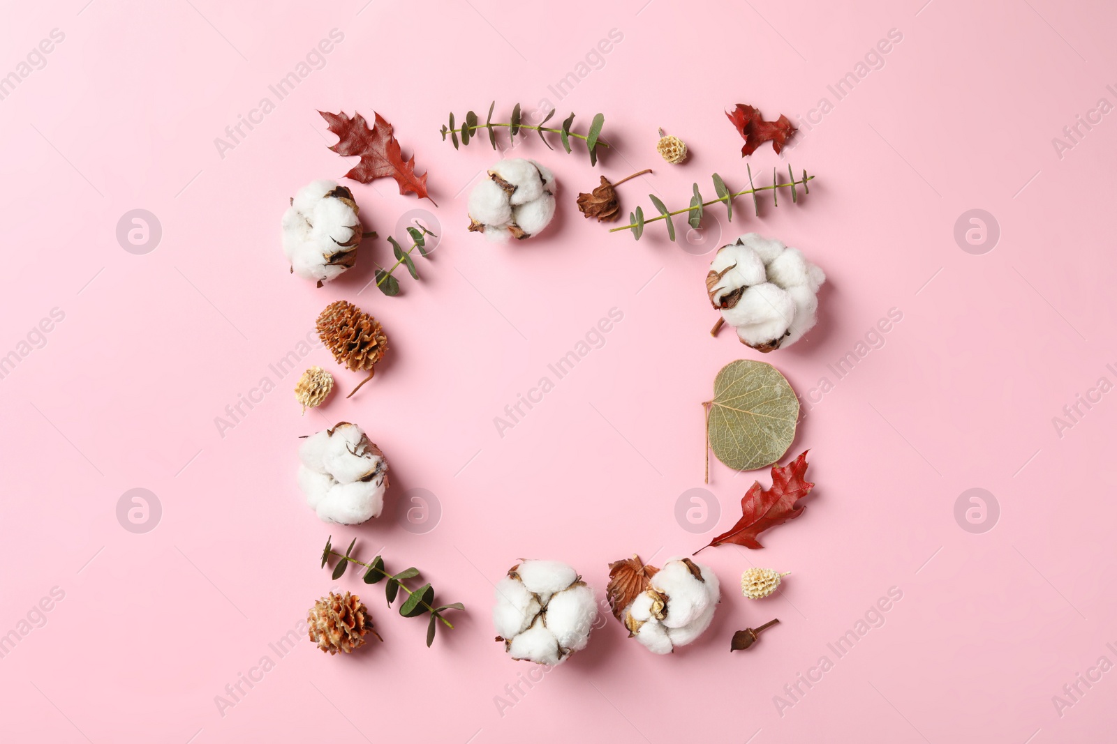 Photo of Flat lay composition with cotton flowers on pink background. Space for text