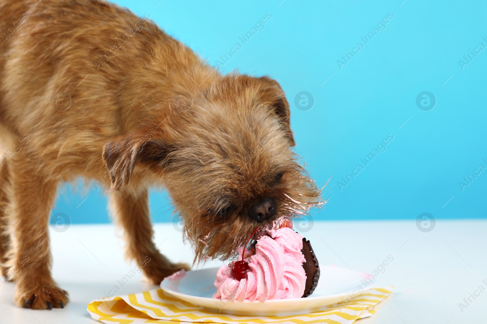 Photo of Studio portrait of funny Brussels Griffon dog eating tasty cake against color background. Space for text