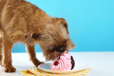 Studio portrait of funny Brussels Griffon dog eating tasty cake against color background. Space for text