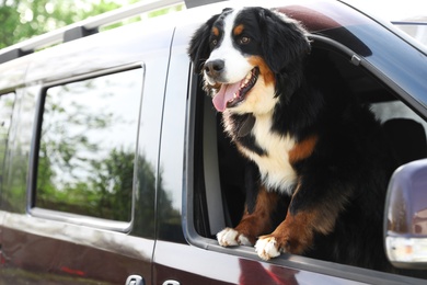 Photo of Bernese mountain dog looking out of car window, space for text