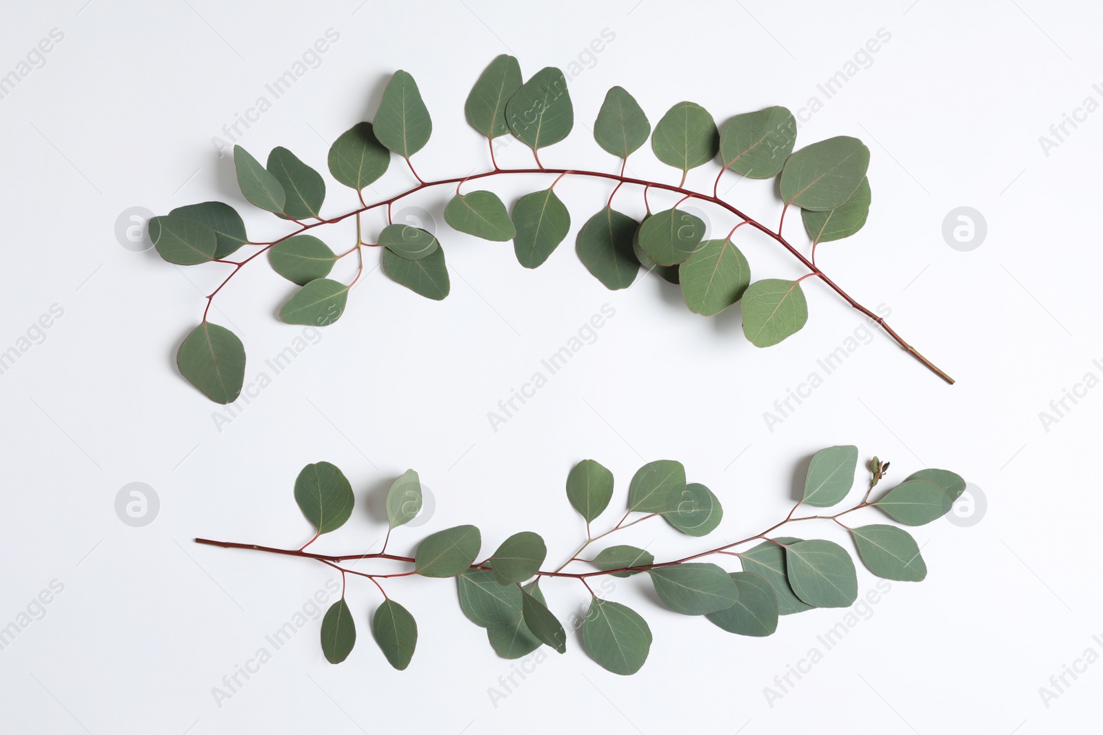 Photo of Eucalyptus branches with fresh green leaves on white background, top view