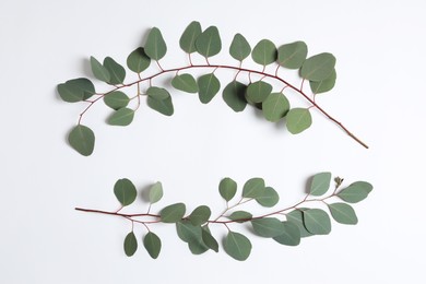 Photo of Eucalyptus branches with fresh green leaves on white background, top view