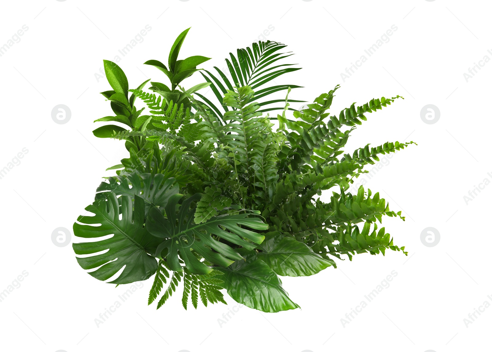 Image of Beautiful composition with fern and other tropical leaves on white background.