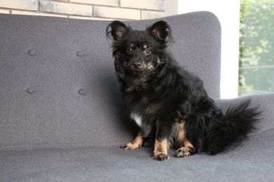 Photo of Long haired dog sitting on sofa indoors