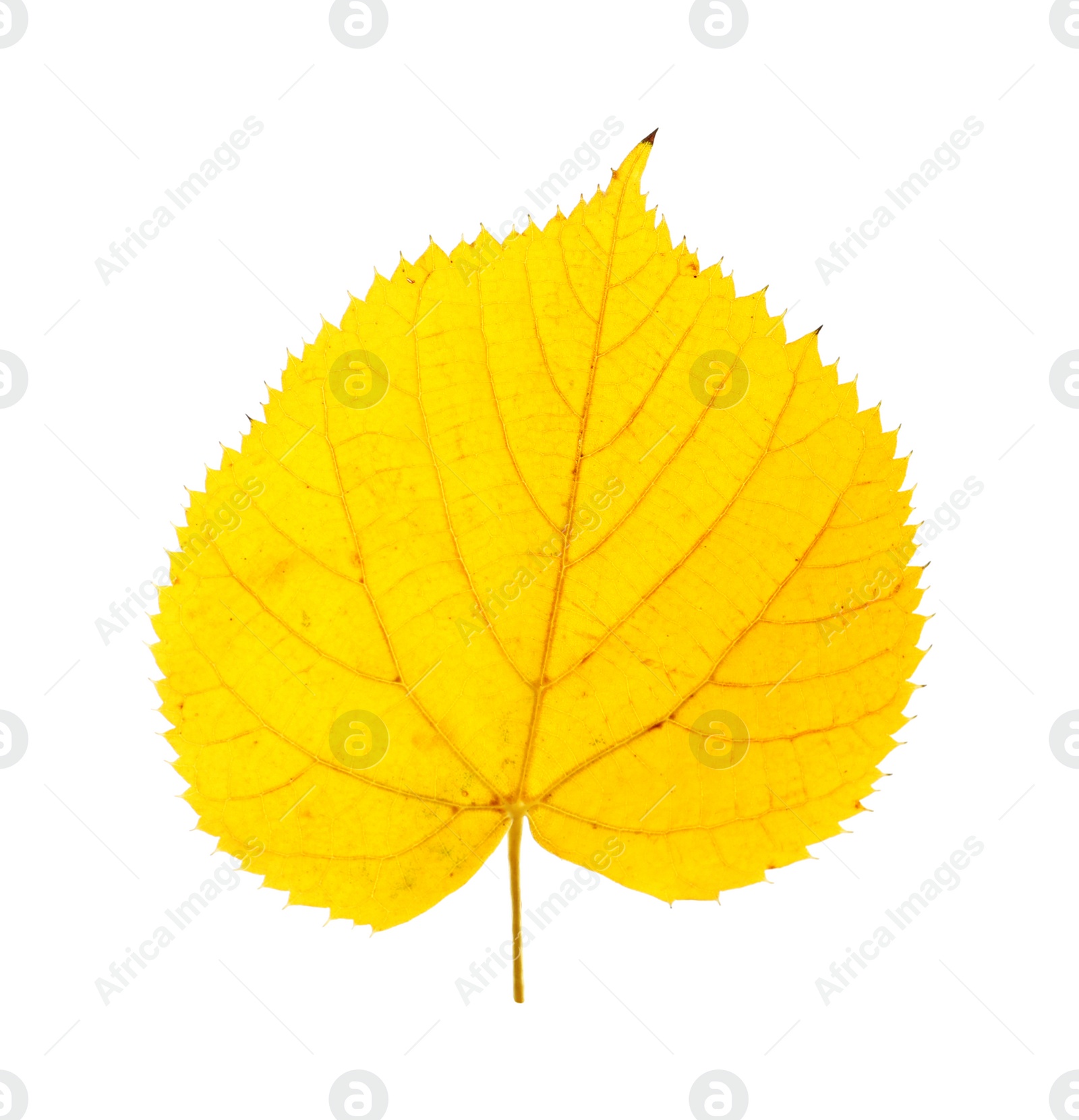 Photo of Beautiful autumn leaf on white background. Fall foliage