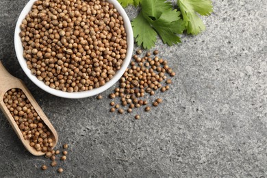 Dried coriander seeds with green leaves in bowl and scoop on gray textured table, flat lay. Space for text