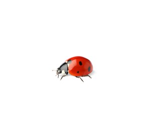 Photo of One beautiful red ladybug isolated on white