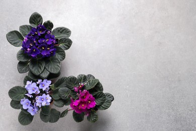 Photo of Beautiful violet flowers on light grey background, flat lay with space for text. Delicate house plants