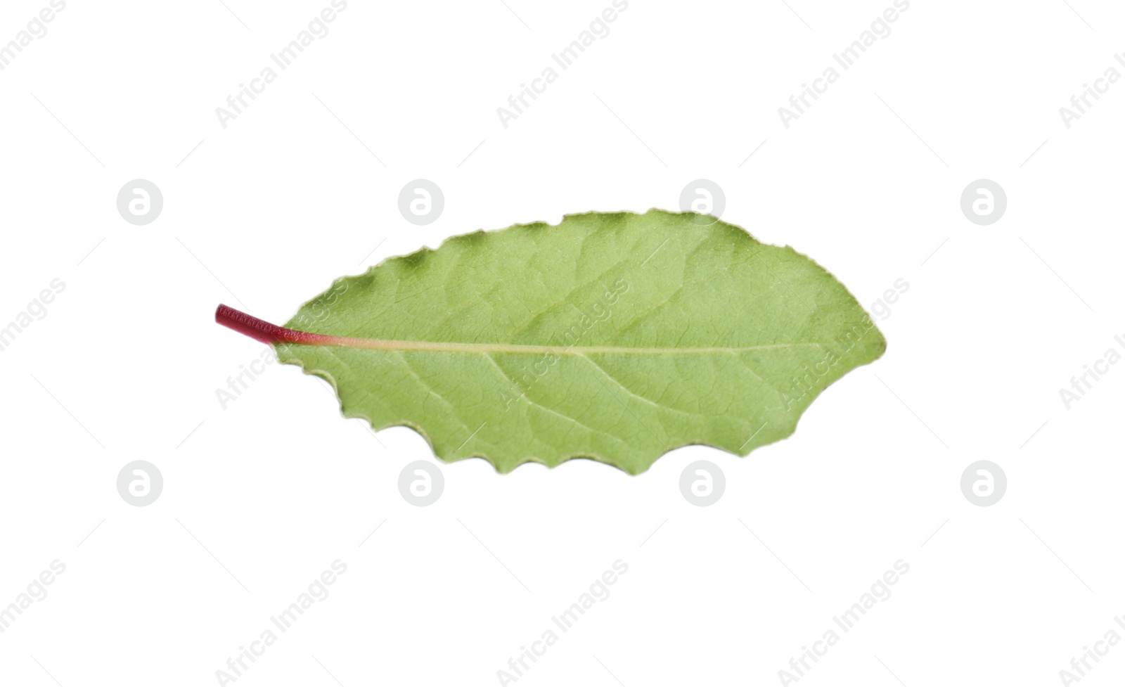 Photo of One fresh bay leaf isolated on white