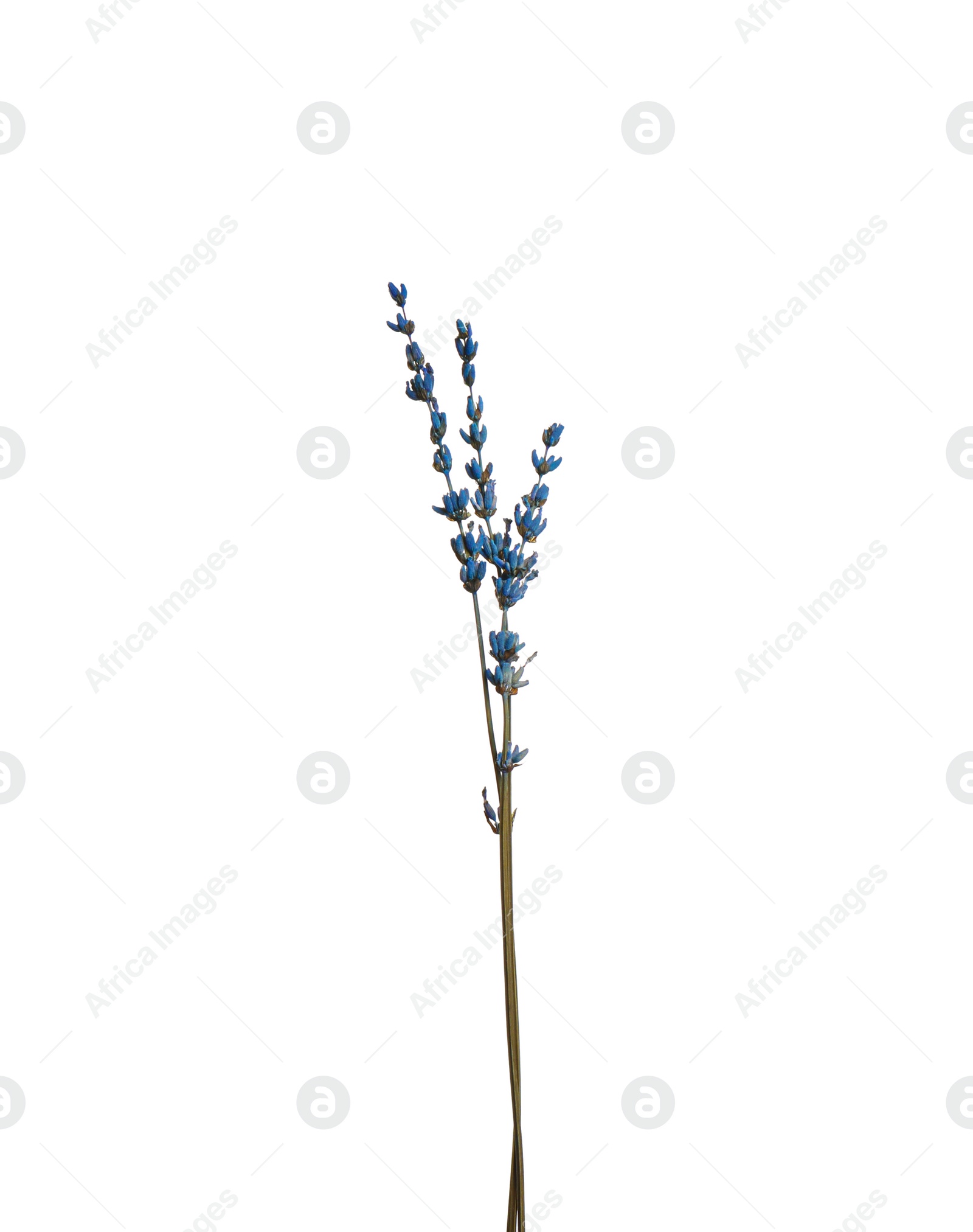 Photo of Beautiful tender dried flowers on white background.