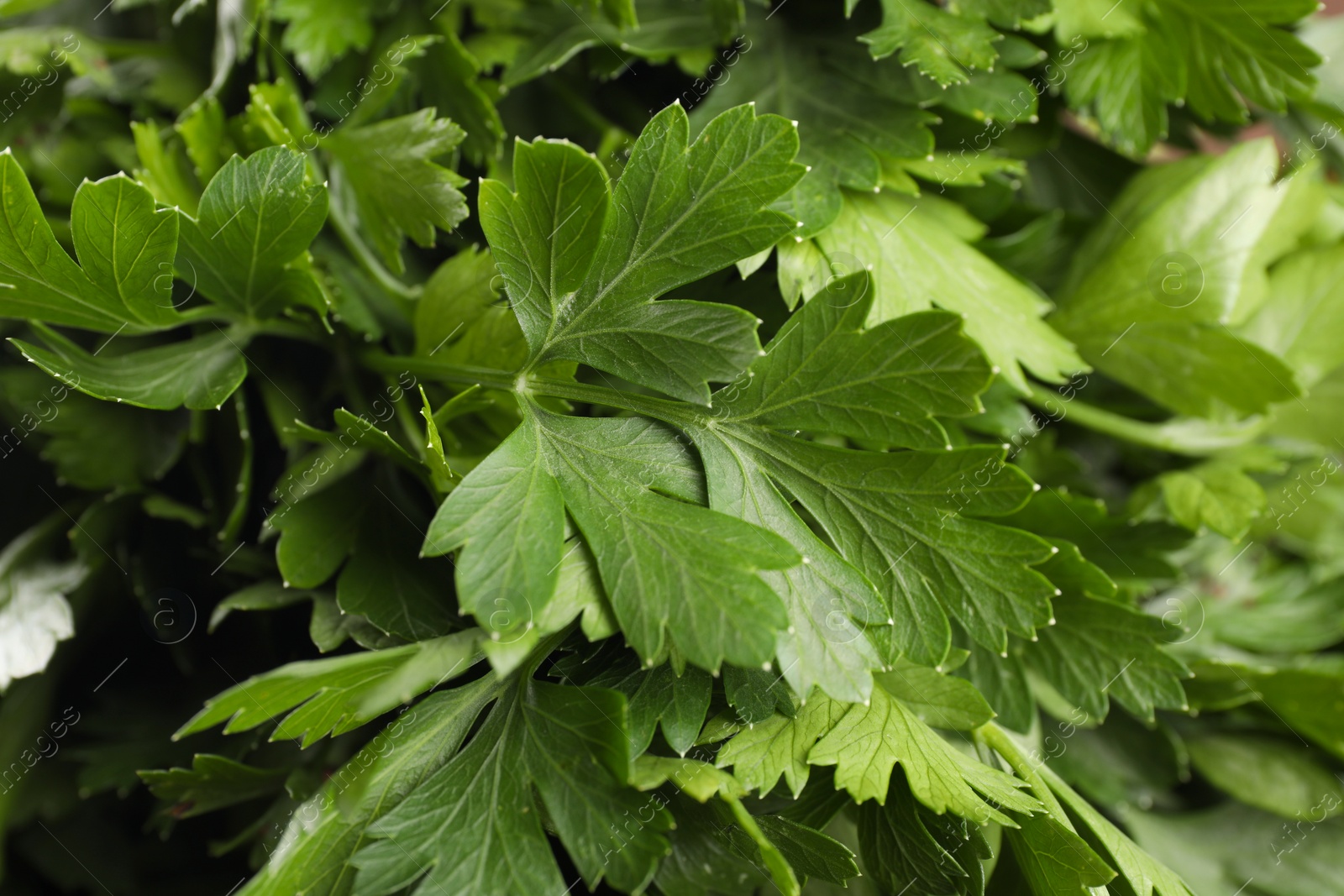 Photo of Fresh green parsley leaves as background, closeup